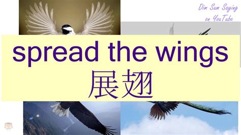 展翅|展翅 : to spread wings... : zhǎn chì 